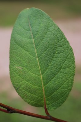 Populus koreana - topol korejský - list